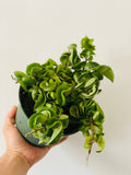 Kitchen Cookware, Hoya Carnosa 'Compacta' 6" Pot for Stovetop Cooking and Daily Meal Prep, Designed for Everyday Meals and Home Cooking image 1