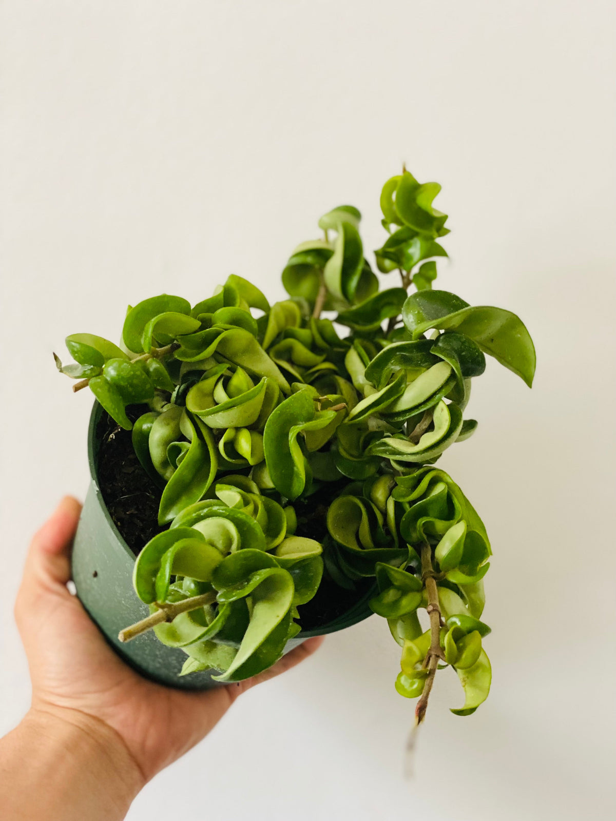 Kitchen Cookware, Hoya Carnosa 'Compacta' 6" Pot for Stovetop Cooking and Daily Meal Prep, Designed for Everyday Meals and Home Cooking image 1