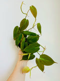 Indoor House Plant, Philodendron Micans 4" Pot for Windowsills, Home Offices and Indoor Decor image 1