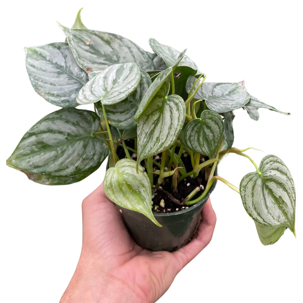 Indoor House Plant, Philodendron 'Brandi' for Shelves, Desks and Living Spaces, 2 Size Options image 1