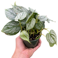 Indoor House Plant, Philodendron 'Brandi' for Shelves, Desks and Living Spaces, 2 Size Options image 1