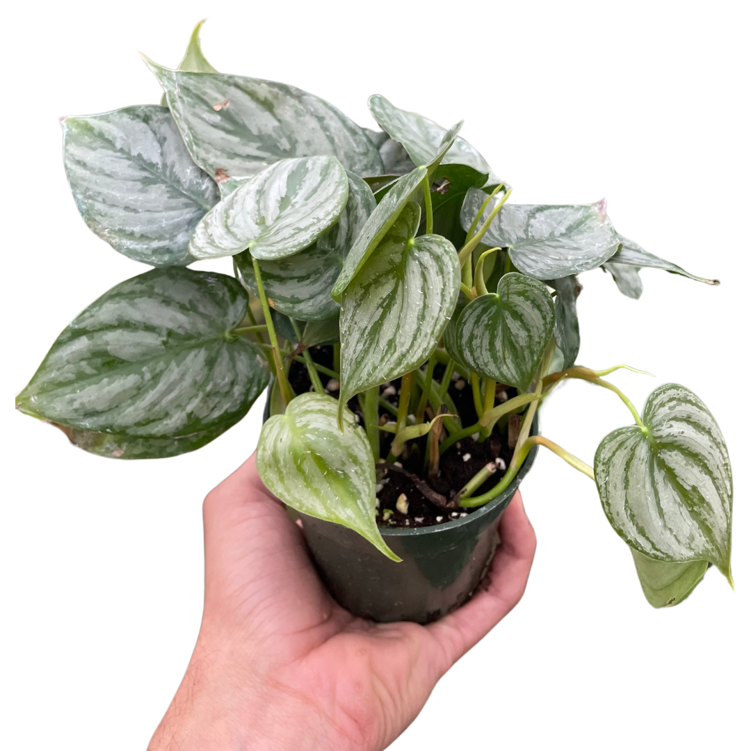 Indoor House Plant, Philodendron 'Brandi' for Shelves, Desks and Living Spaces, 2 Size Options image 1