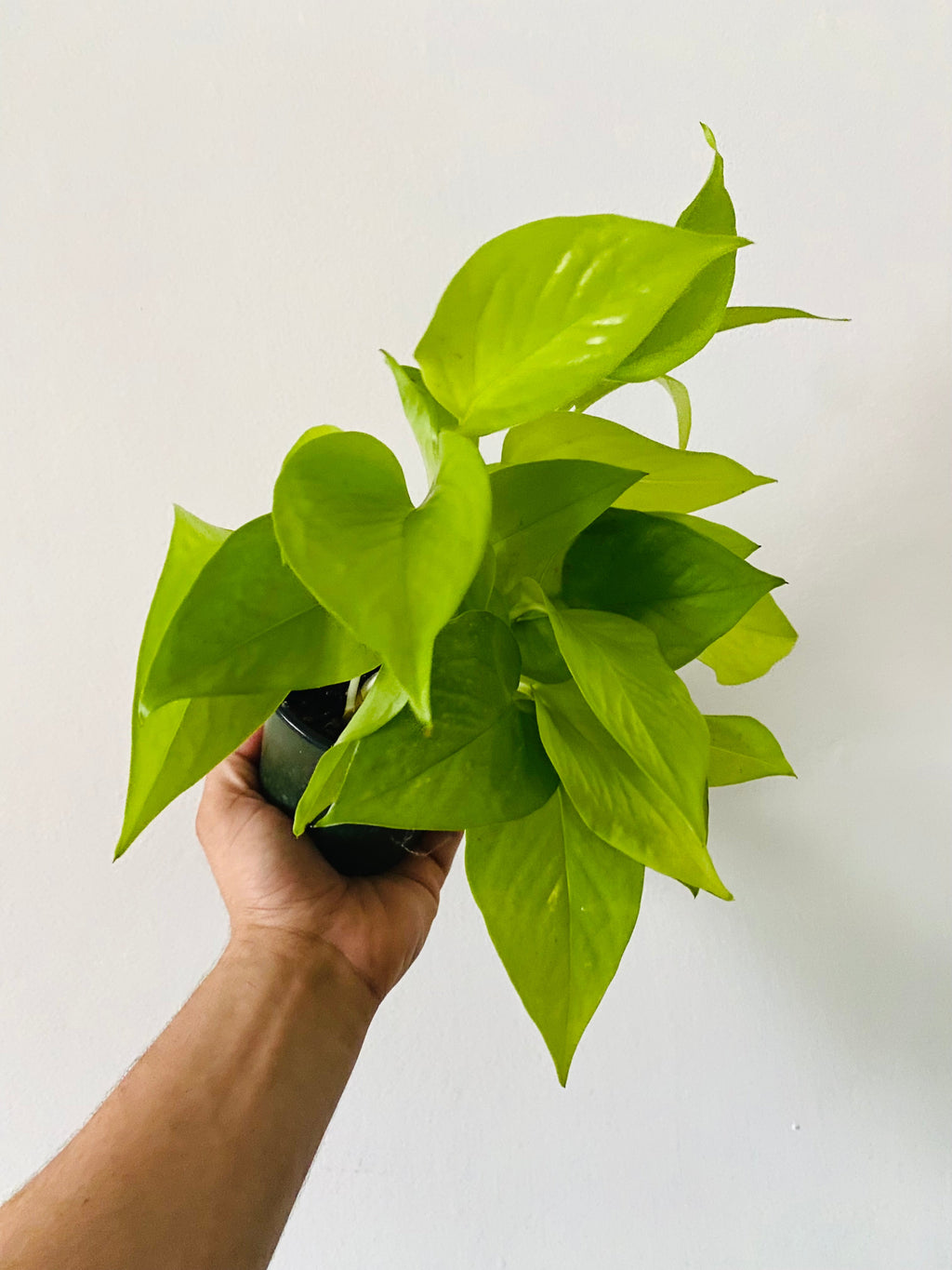 Indoor House Plant, Neon Pothos Epipremnum Aureum 'Neon' 4" Pot for Shelves, Desks and Living Spaces image 1