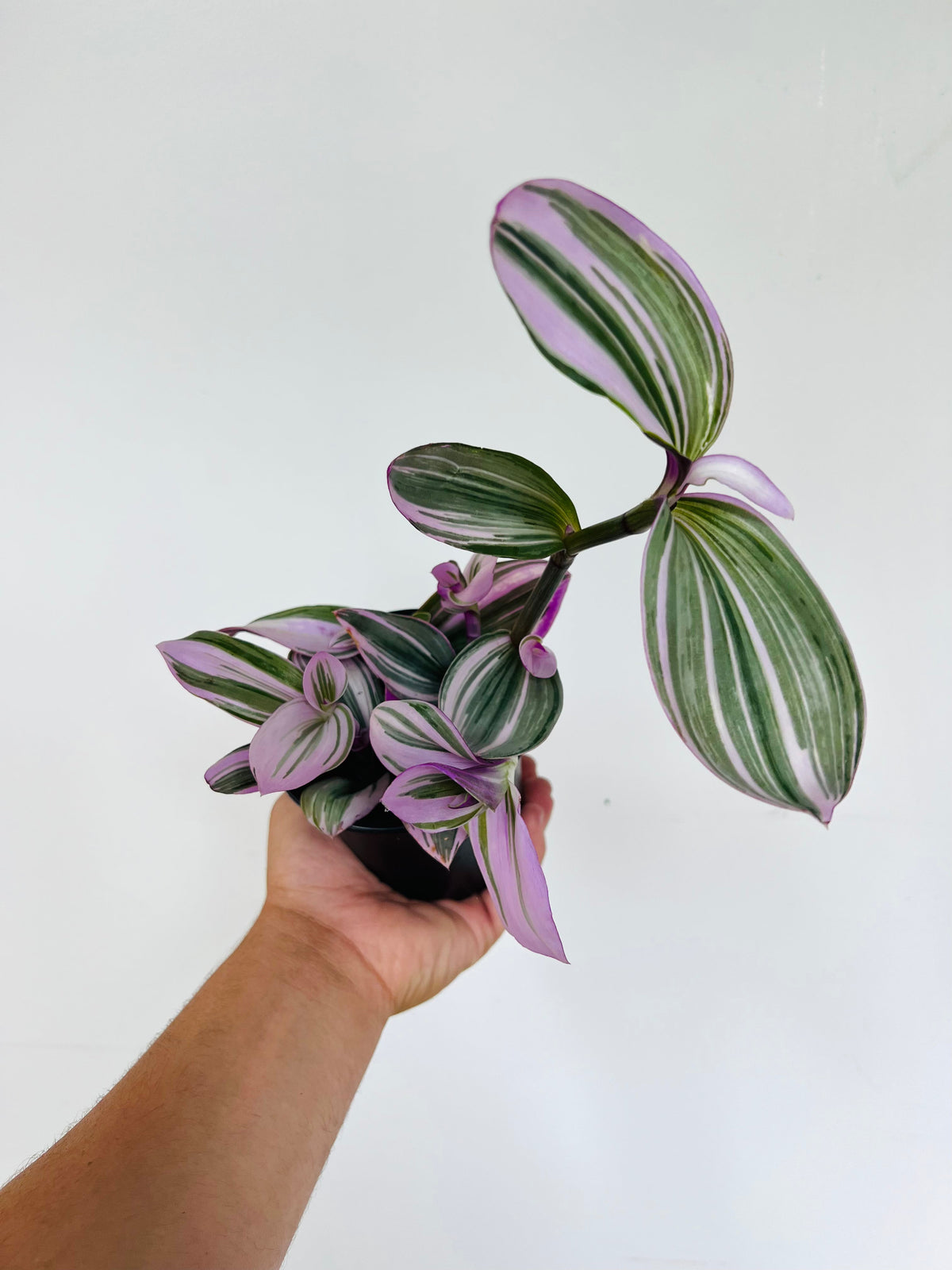 Indoor House Plant, Bubblegum Wandering Dude Tradescantia for Shelves, Desks and Living Spaces image 1