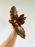 Kitchen Cookware, Peperomia Red Panda 4" Pot for Stovetop Cooking and Daily Meal Prep, Designed for Everyday Meals and Home Cooking image 1