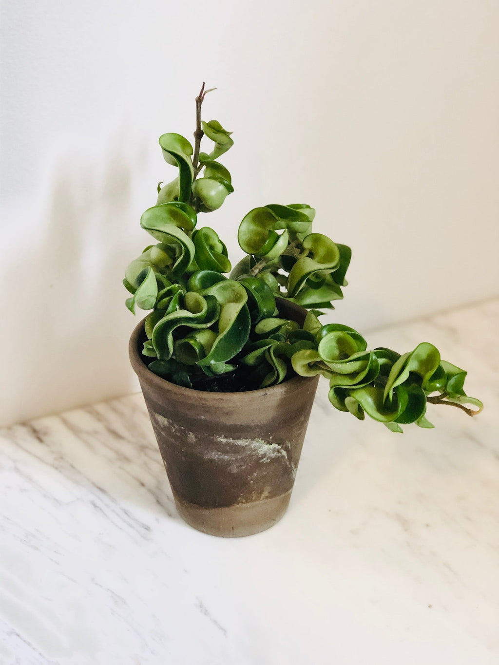 Kitchen Cookware, Hoya Carnosa 'Compacta' Full & Trailing 4" Pot for Stovetop Cooking and Daily Meal Prep image 1