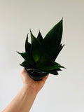 Indoor House Plant, Black Jade Sansevieria Snake 4" Pot for Shelves, Desks and Living Spaces image 1