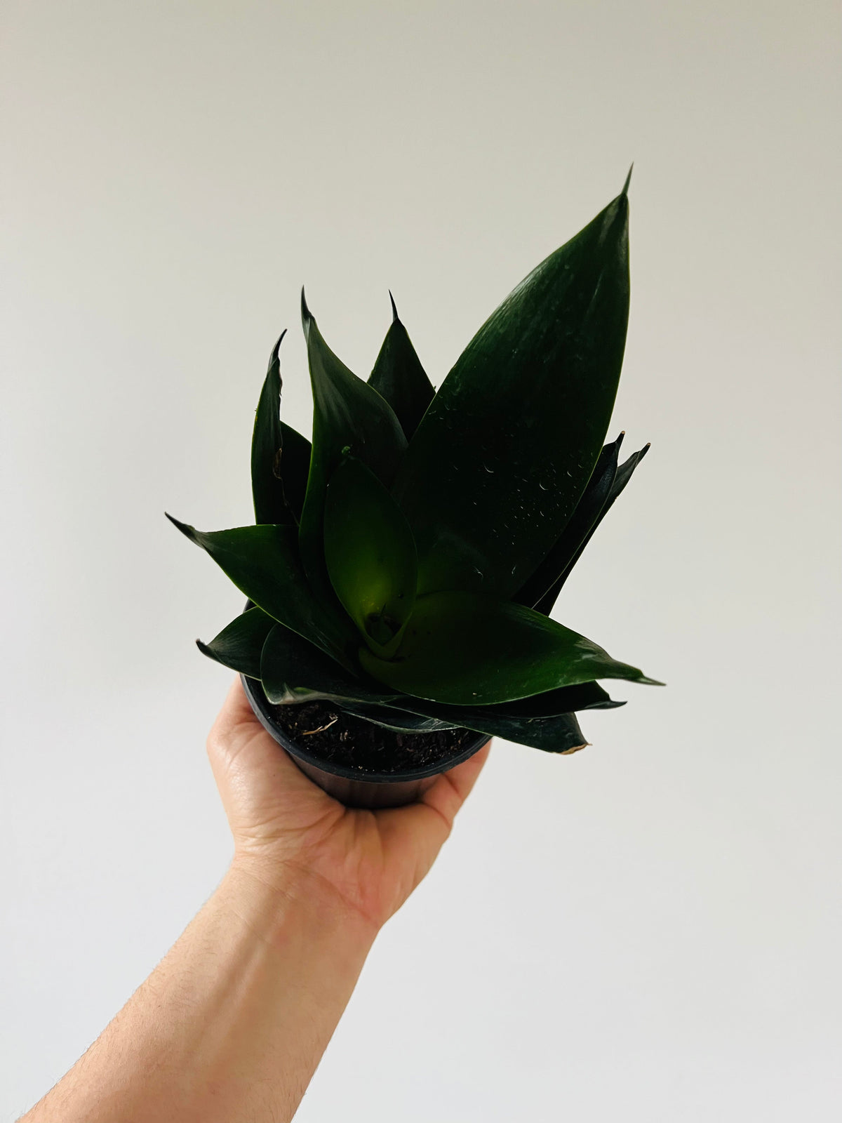 Indoor House Plant, Black Jade Sansevieria Snake 4" Pot for Shelves, Desks and Living Spaces image 1