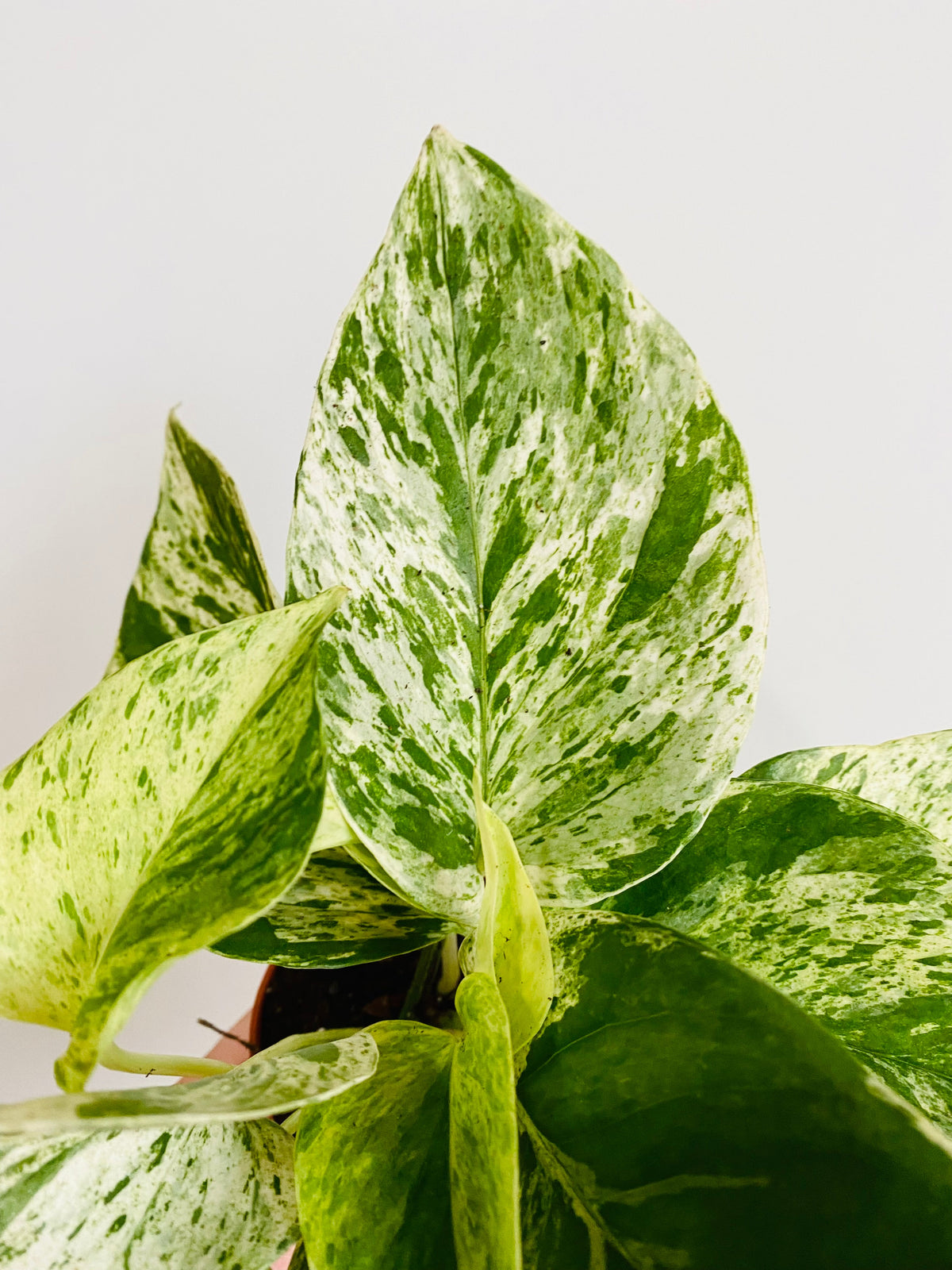 Indoor House Plant, Marble Queen Pothos Epipremnum Aureum 'Marble for Windowsills, Home Offices and Indoor Decor image 1