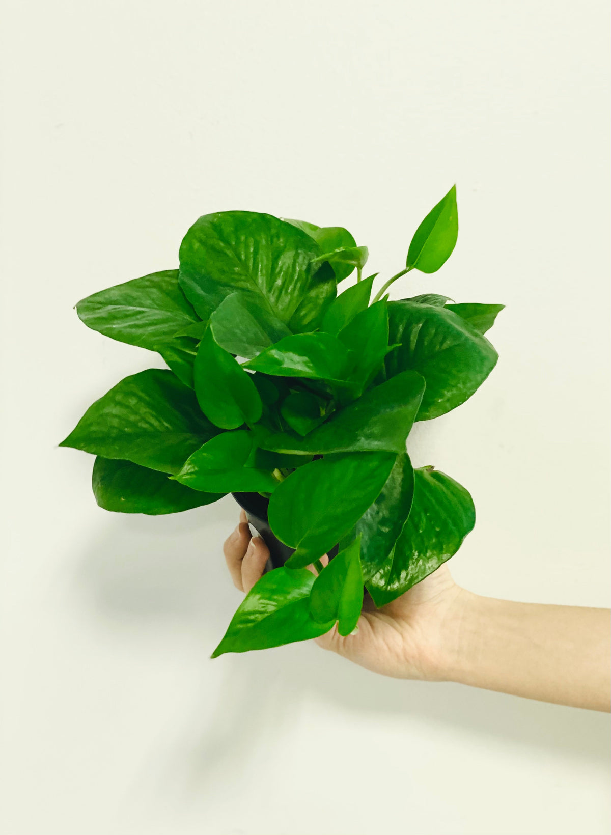Indoor House Plant, Jade Pothos Epipremnum Aureum 'Jade' 4" Pot for Windowsills, Home Offices and Indoor Decor image 1