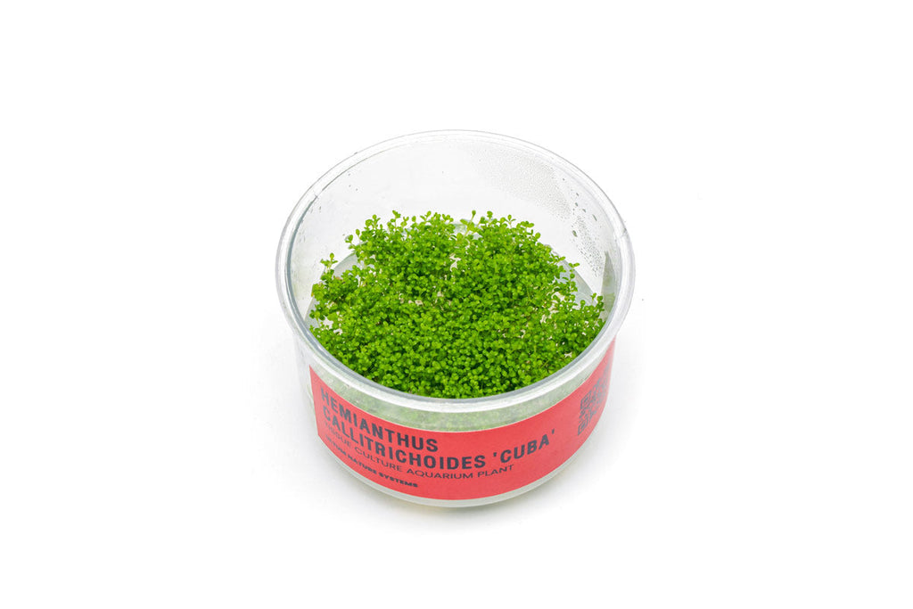 Live Aquarium Plant, Hemianthus Callitrichoides 'Cuba' UNS Tissue for Freshwater Tanks, Shrimp Habitats and Aquascaping image 1