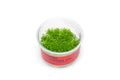 Live Aquarium Plant, Hemianthus Callitrichoides 'Cuba' UNS Tissue for Freshwater Tanks, Shrimp Habitats and Aquascaping image 1