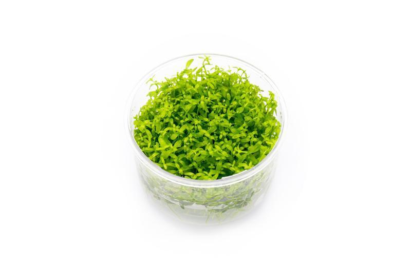 Live Aquarium Plant, Micranthemum Micranthemoides (Pearl Weed) UNS for Planted Aquariums and Natural Fish Tank Decor image 1