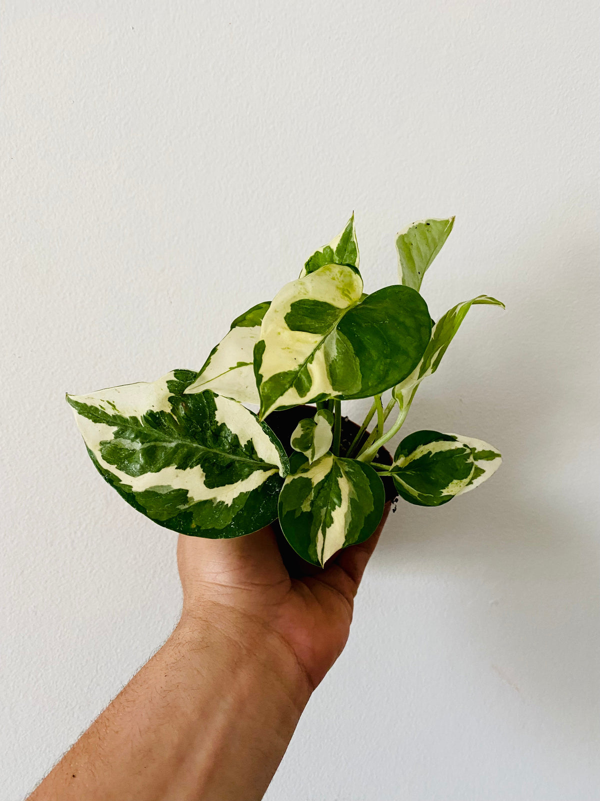 Indoor House Plant, Glacier Pothos Epipremnum Aureum 'Glacier' 3" for Windowsills, Home Offices and Indoor Decor image 1