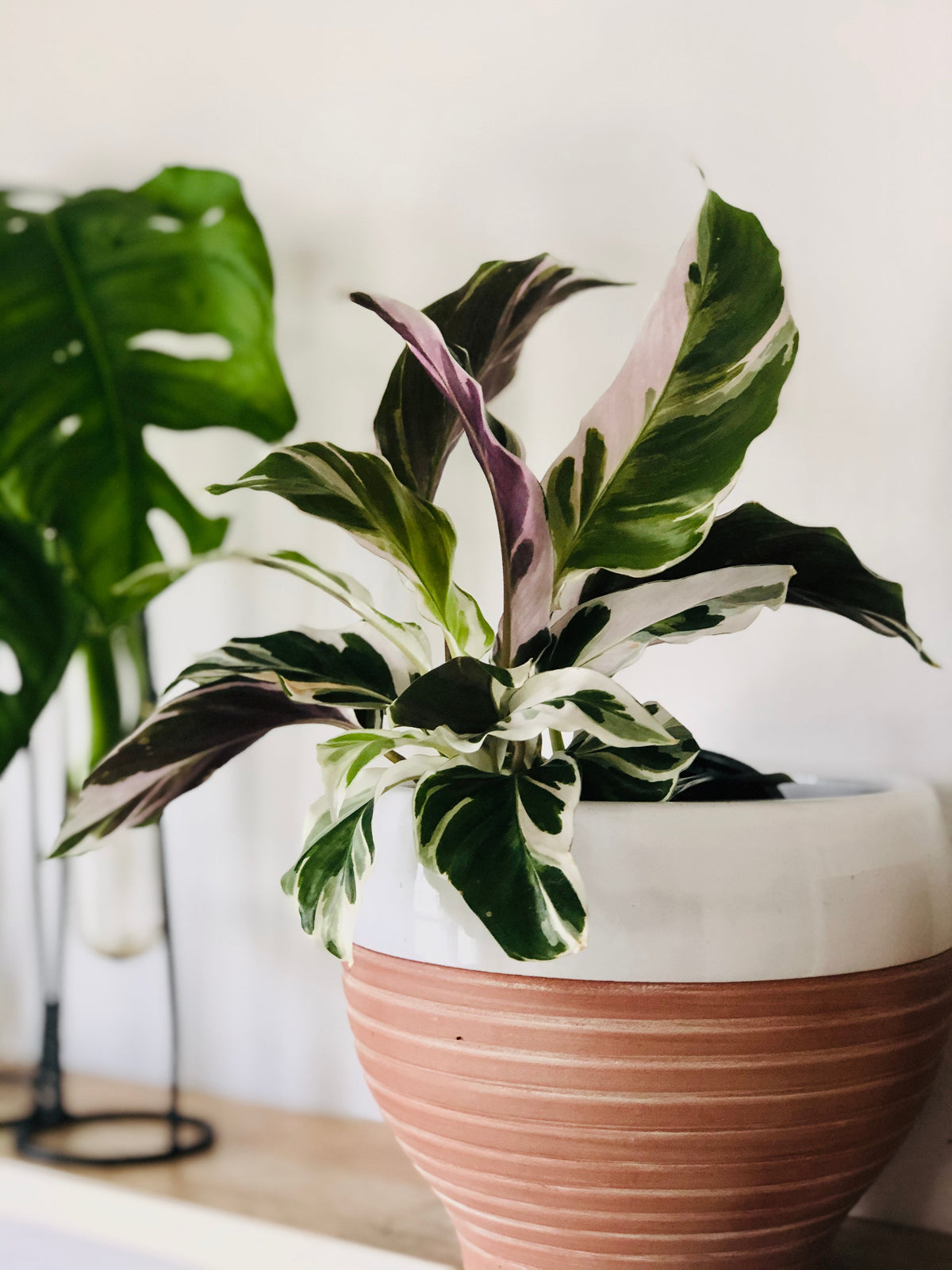 Kitchen Cookware, Calathea White Fusion 4" Pot for Stovetop Cooking and Daily Meal Prep, Designed for Everyday Meals and Home Cooking image 1