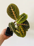 Kitchen Cookware, Maranta Leuconeura 'Red' Red Prayer Plant 3" for Stovetop Cooking and Daily Meal Prep image 1