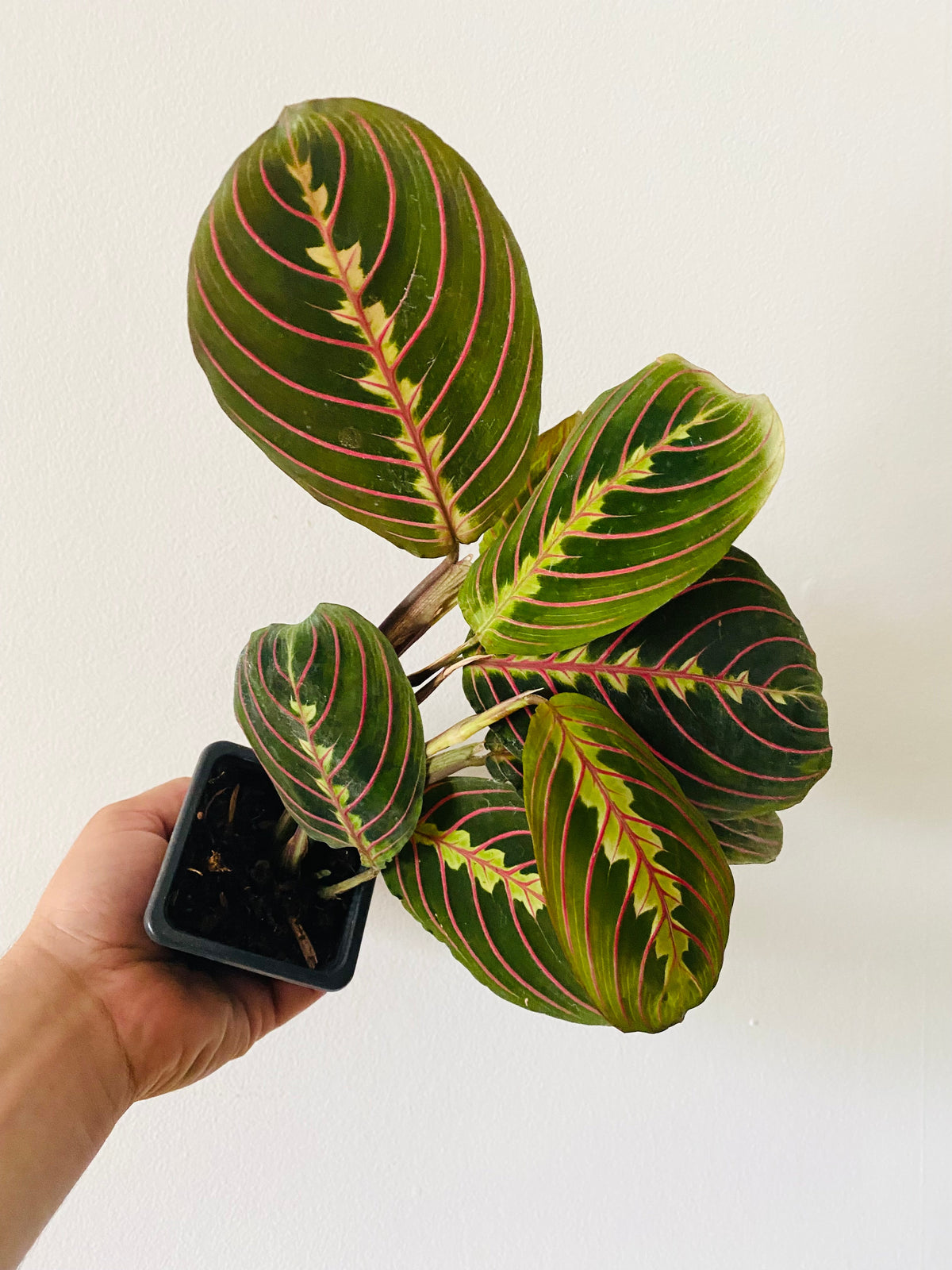 Kitchen Cookware, Maranta Leuconeura 'Red' Red Prayer Plant 3" for Stovetop Cooking and Daily Meal Prep image 1