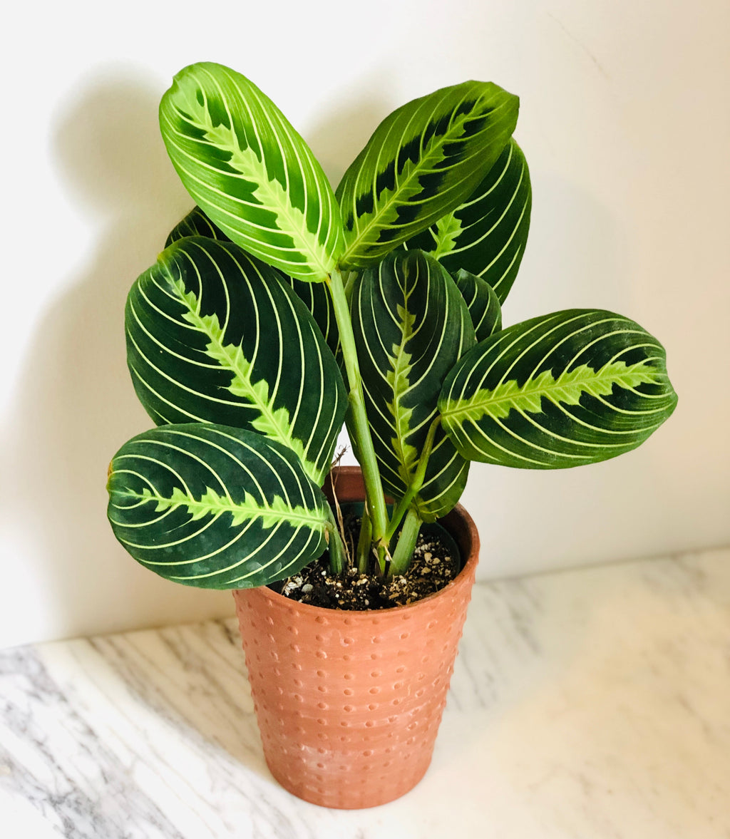 Kitchen Cookware, Maranta Leuconeura 'Lemon' Lemon Lime Prayer for Stovetop Cooking and Daily Meal Prep image 1