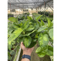 Indoor House Plant, Pothos Global Green for Shelves, Desks and Living Spaces, 4 Size Options image 1