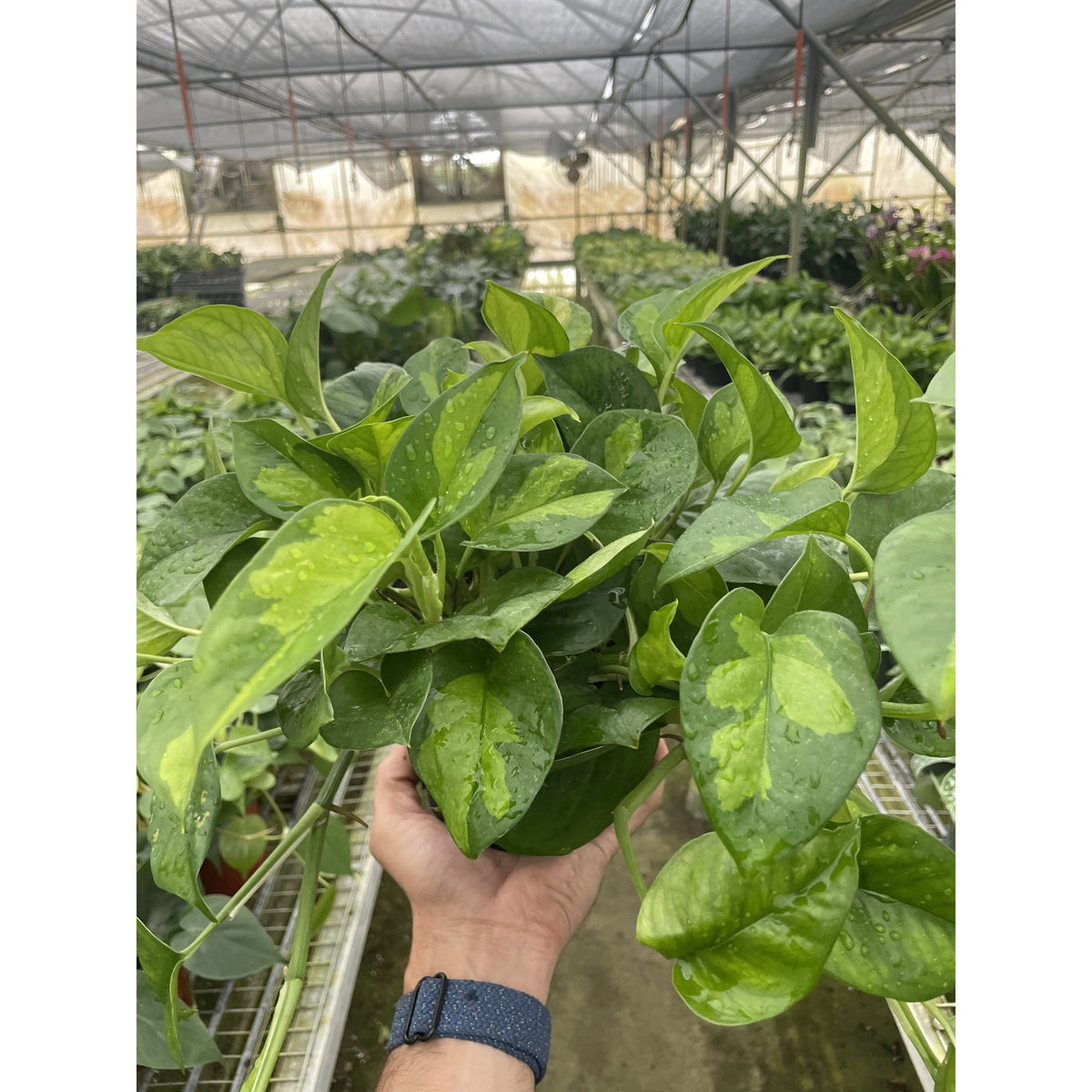 Indoor House Plant, Pothos Global Green for Shelves, Desks and Living Spaces, 4 Size Options image 1
