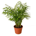 Parlor Palm image 1