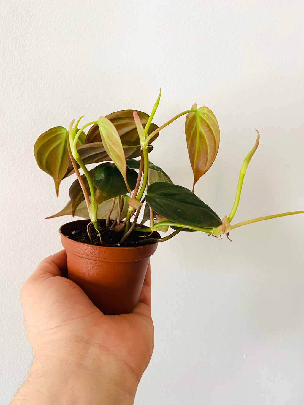 Indoor House Plant, Philodendron Micans 3" Pot for Shelves, Desks and Living Spaces, Designed for Windowsills, Home Offices and Indoor Decor image 2