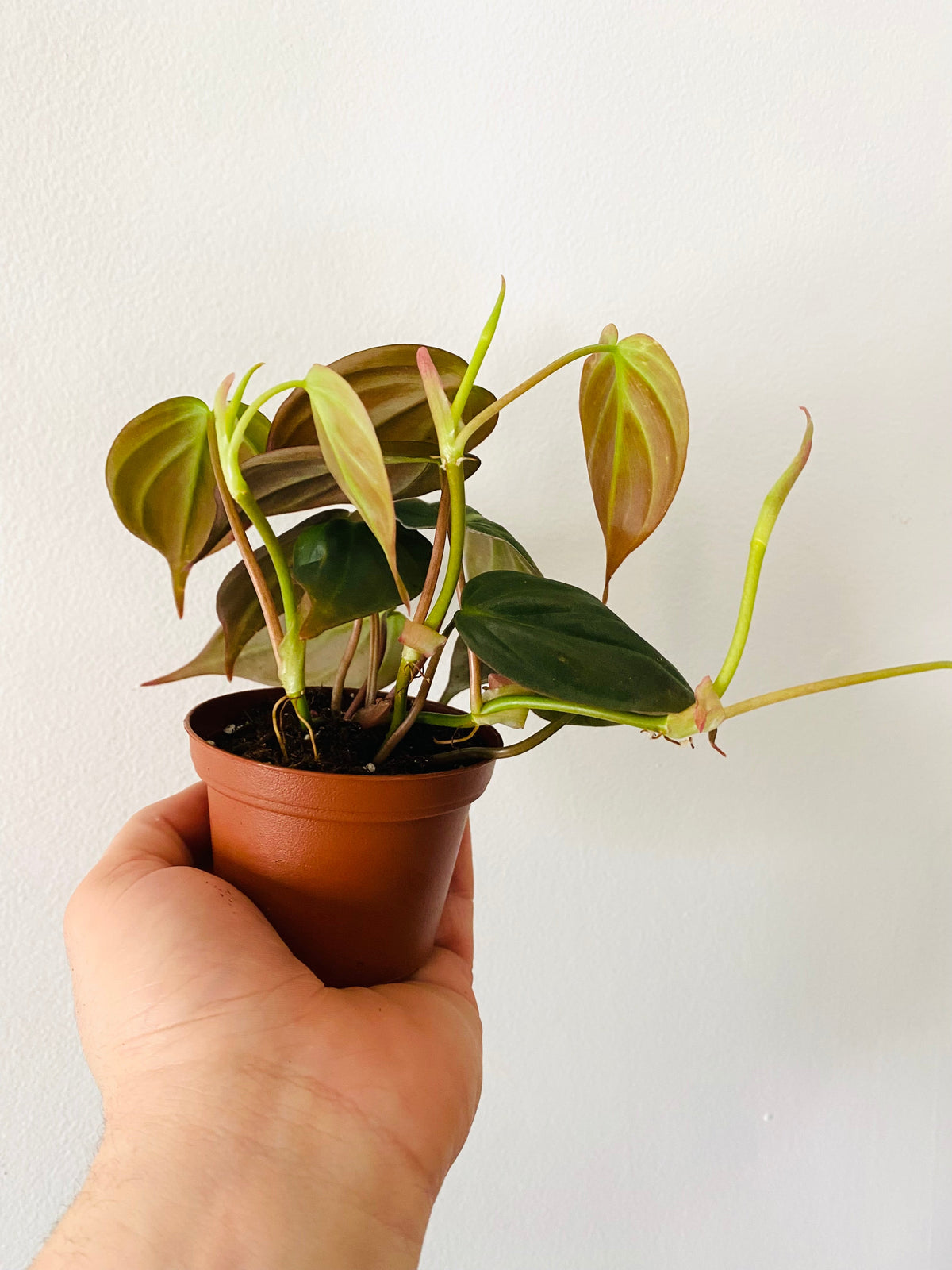 Indoor House Plant, Philodendron Micans 3" Pot for Shelves, Desks and Living Spaces, Designed for Windowsills, Home Offices and Indoor Decor image 2