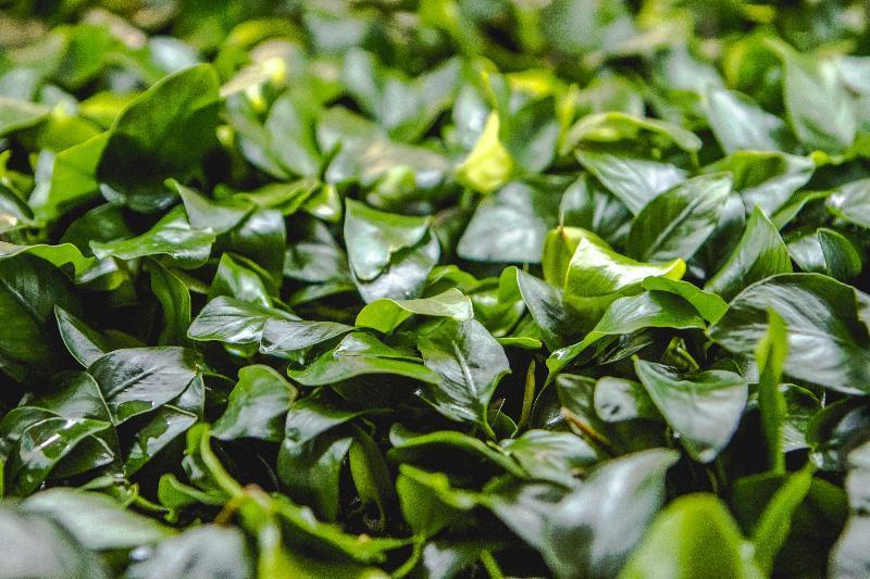 Live Aquarium Plant, Anubias Nana, Nano Tank Format for Planted Aquariums and Natural Fish Tank Decor, 3 Size Options image 2