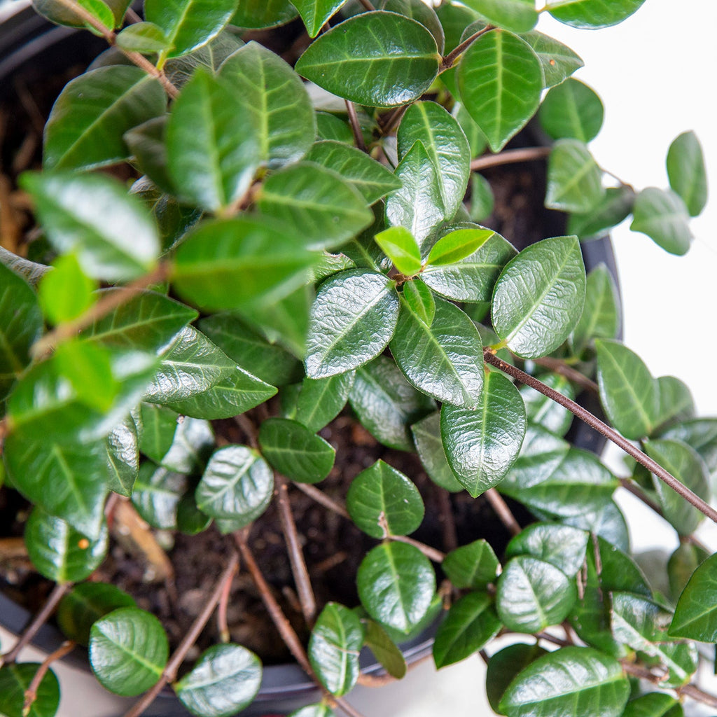 Indoor House Plant, Asiatic Jasmine for Shelves, Desks and Living Spaces, 3 Size Options, Designed for Everyday Home Use image 2