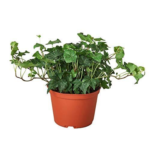 Indoor House Plant, English Ivy Green California for Windowsills, Home Offices and Indoor Decor, 3 Size Options image 2