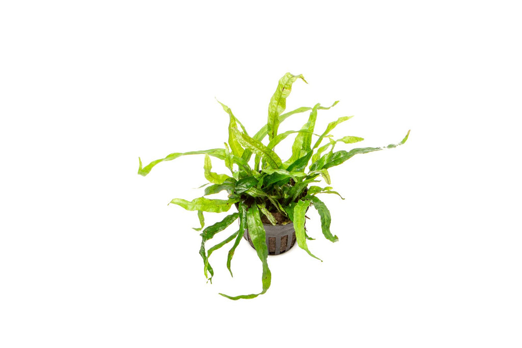 Live Aquarium Plant, Java Fern Narrow Mini, Nano Tank Format for Freshwater Tanks, Shrimp Habitats and Aquascaping, 3 Size Options image 2