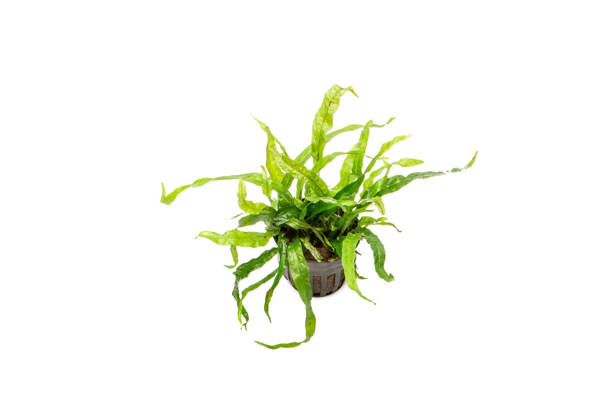 Live Aquarium Plant, Java Fern Narrow Mini, Nano Tank Format for Freshwater Tanks, Shrimp Habitats and Aquascaping, 3 Size Options image 2