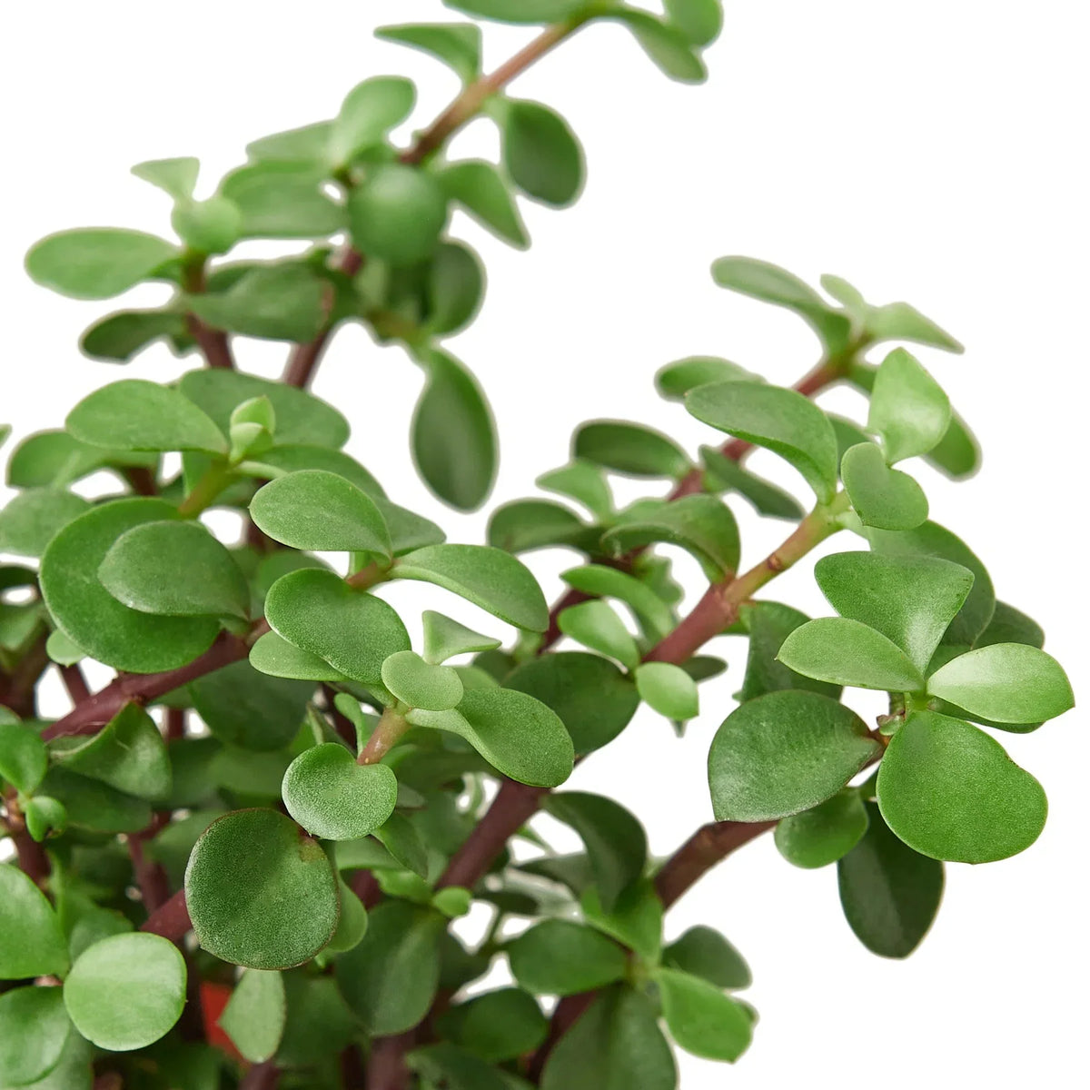 Indoor House Plant, Succulent 'Elephant Bush' for Windowsills, Home Offices and Indoor Decor, 3 Size Options image 2