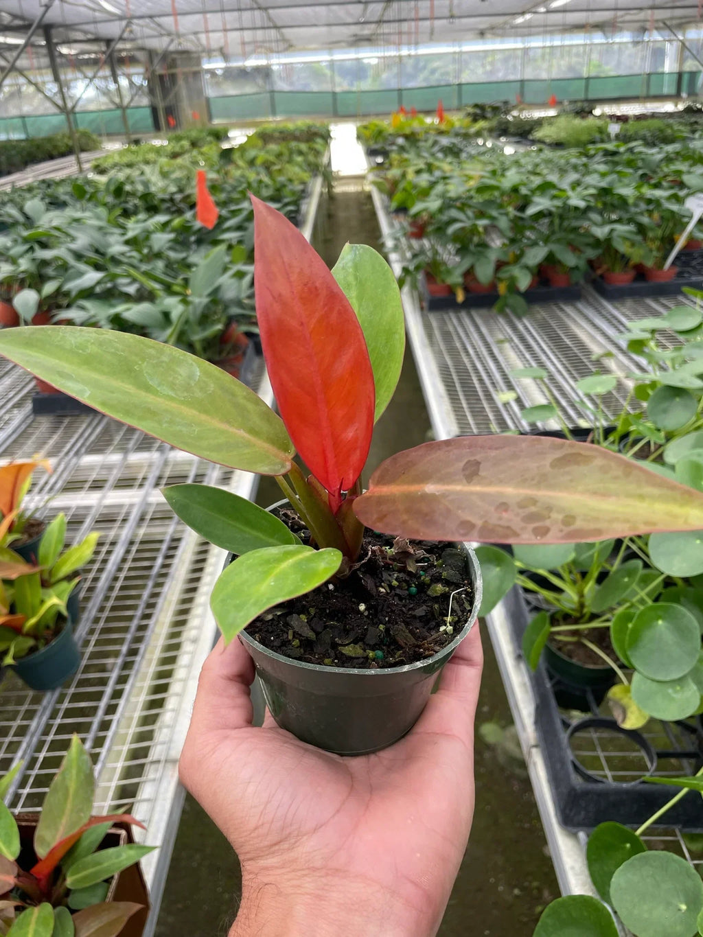 Indoor House Plant, Philodendron 'Sun Red' for Shelves, Desks and Living Spaces, Designed for Windowsills, Home Offices and Indoor Decor image 2