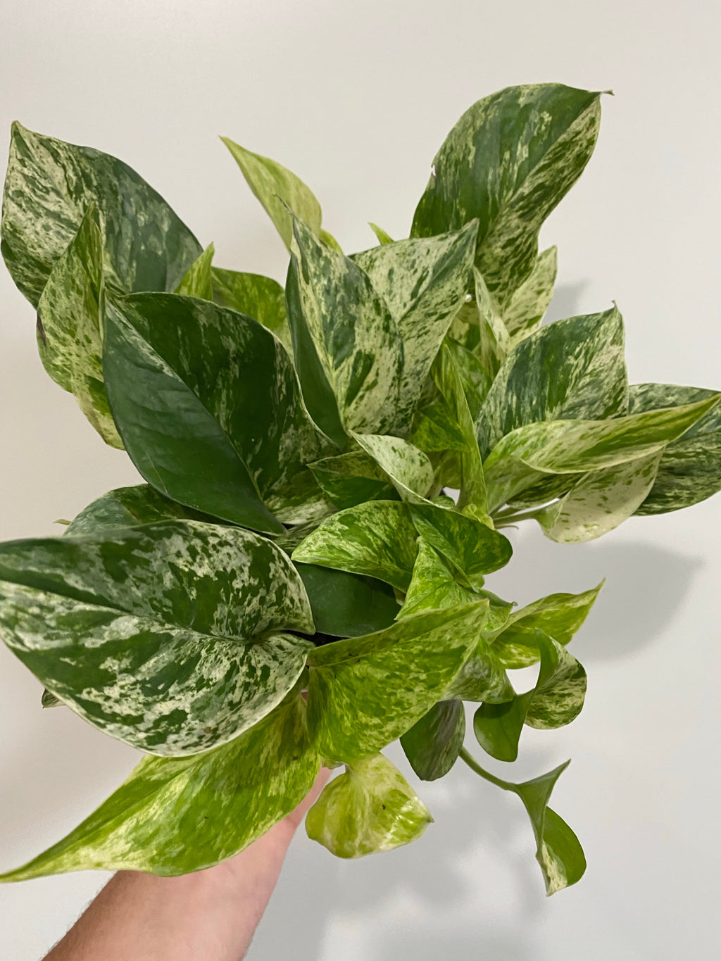 Indoor House Plant, Marble Queen Pothos Epipremnum Aureum 'Marble for Shelves, Desks and Living Spaces image 2