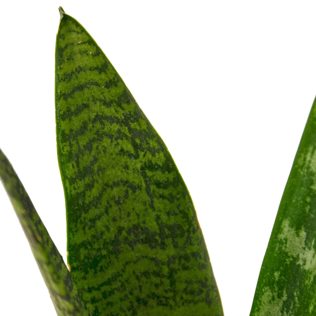 Indoor House Plant, Snake 'Zeylanica' for Windowsills, Home Offices and Indoor Decor, 5 Size Options image 2