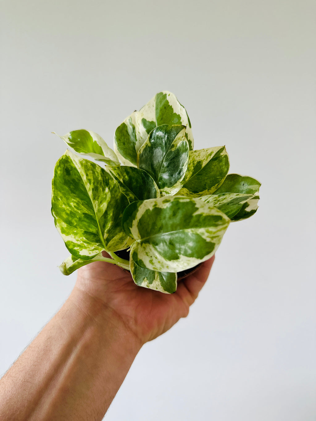 Indoor House Plant, Pothos Pearls & Jade Epipremnum Aureum 'Pearls for Shelves, Desks and Living Spaces image 2
