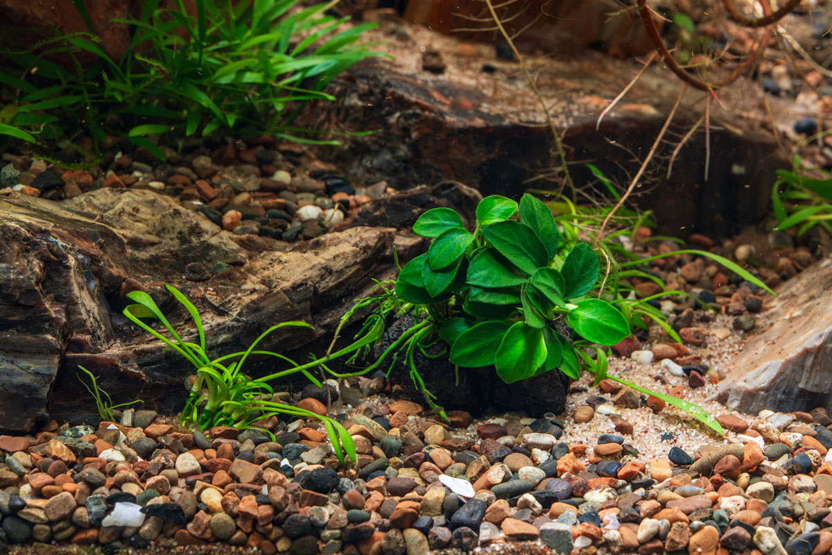 Live Aquarium Plant, Anubias Nana Petite on Lava Stone, Nano Tank Format for Freshwater Tanks, Shrimp Habitats and Aquascaping image 2
