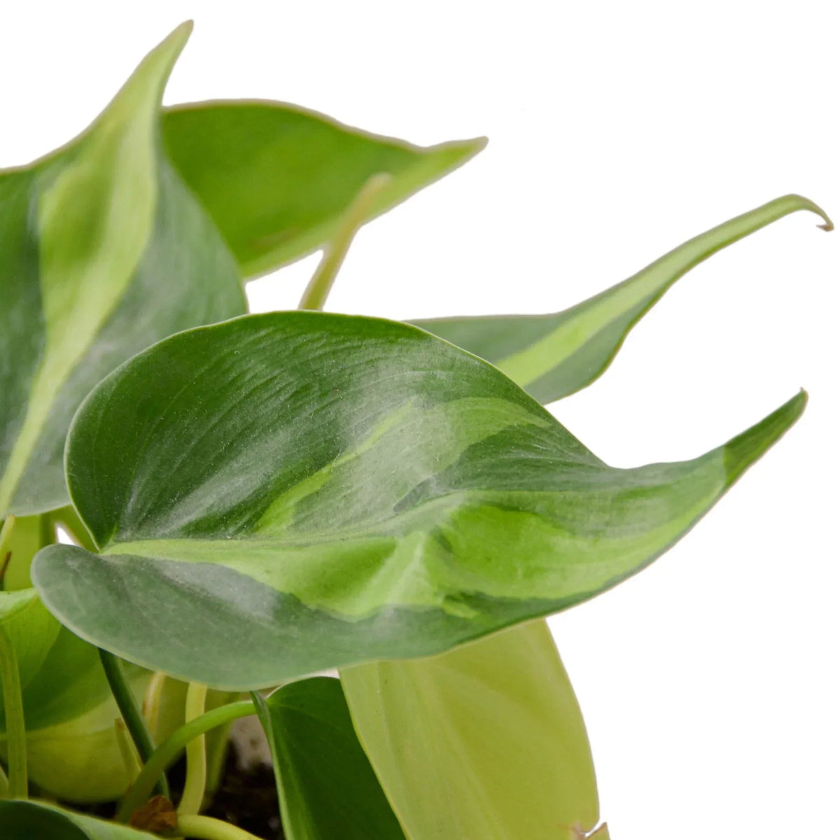 Indoor House Plant, Philodendron 'Brasil' for Shelves, Desks and Living Spaces, 4 Size Options image 2