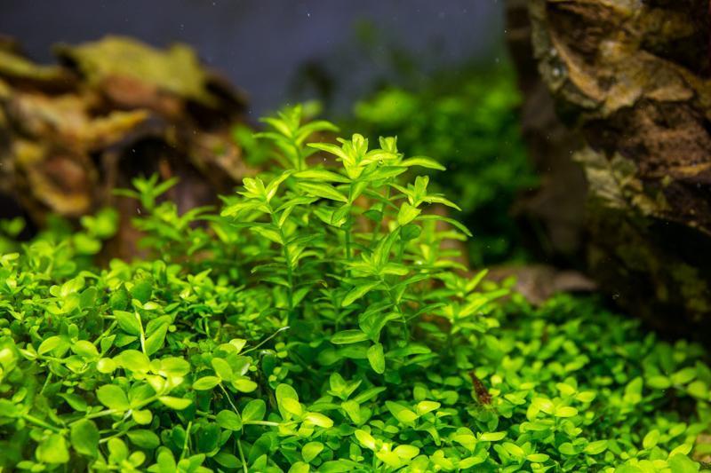 Live Aquarium Plant, Micranthemum Micranthemoides (Pearl Weed) UNS for Planted Aquariums and Natural Fish Tank Decor image 2