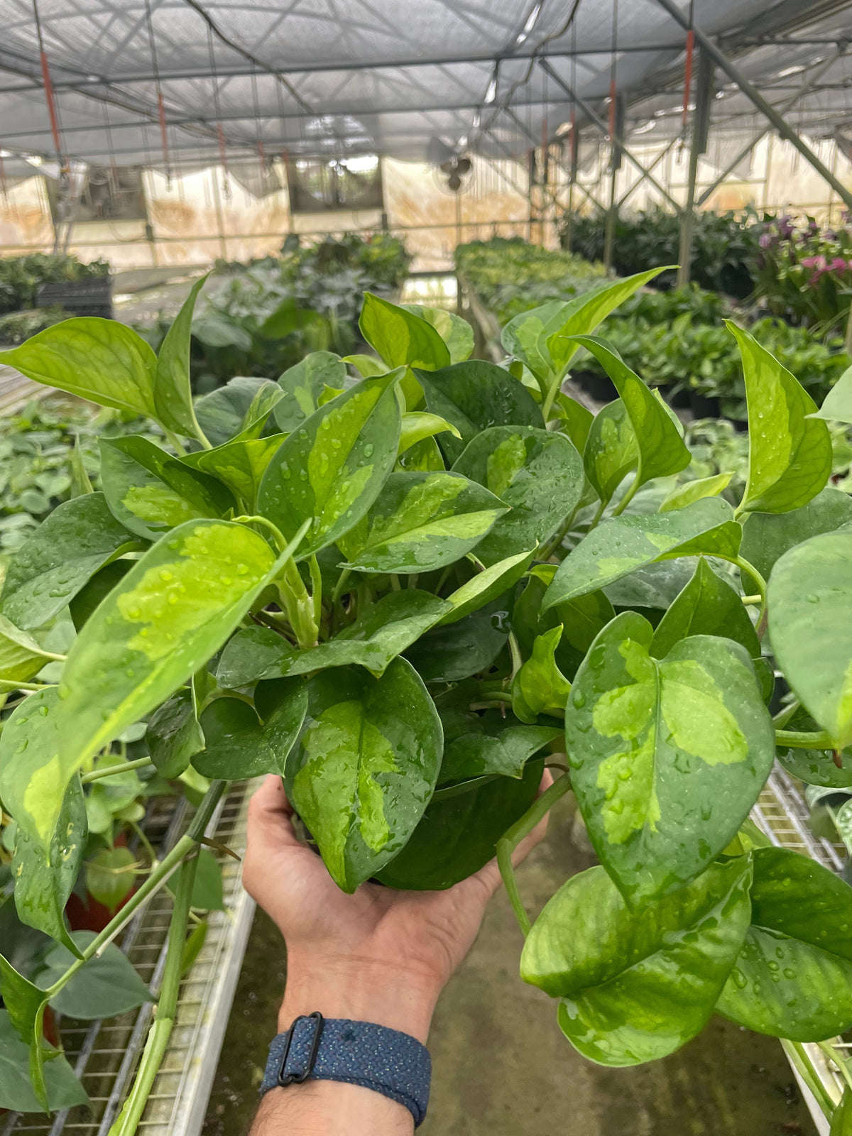 Indoor House Plant, Pothos 'Global Green' for Windowsills, Home Offices and Indoor Decor, 4 Size Options image 2