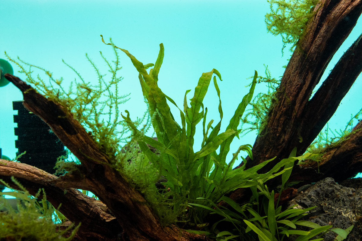 Live Aquarium Plant, Java Fern Trident for Freshwater Tanks, Shrimp Habitats and Aquascaping, 3 Size Options image 2