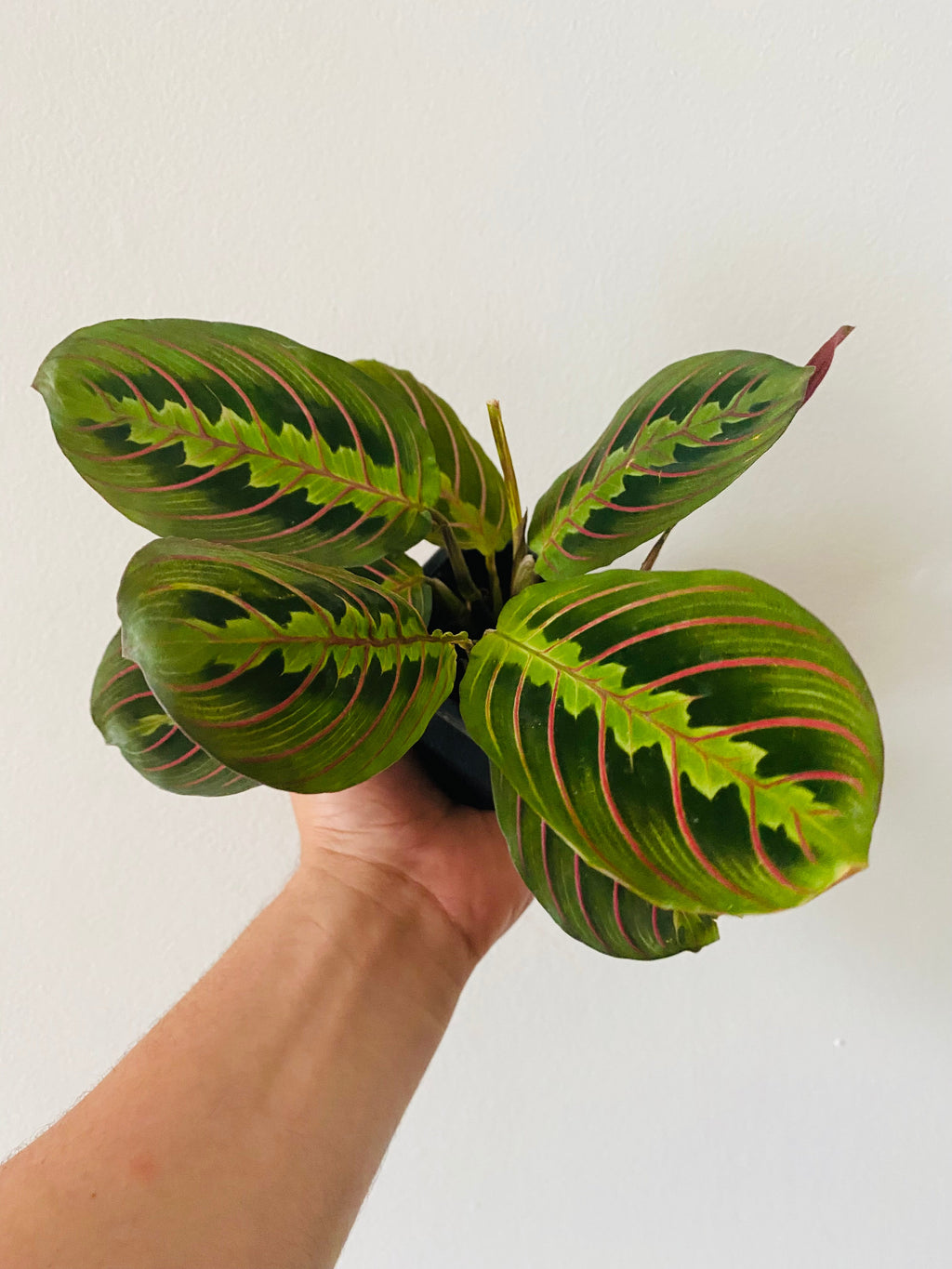 Kitchen Cookware, Maranta Leuconeura 'Red' Red Prayer Plant 3" for Stovetop Cooking and Daily Meal Prep image 2