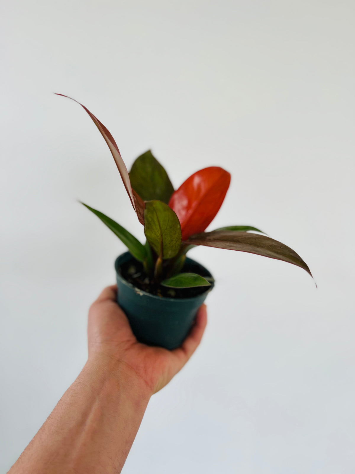 Indoor House Plant, Philodendron Red Sun Philodendron Hybrid 4" for Windowsills, Home Offices and Indoor Decor image 2