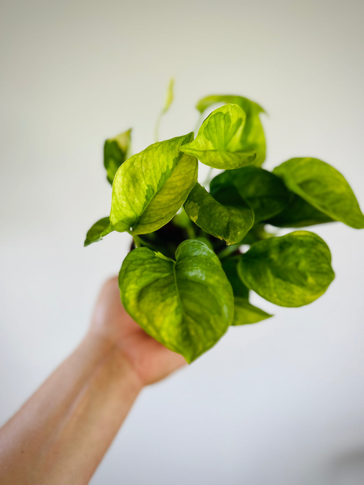 Indoor House Plant, Pothos Lizard Queen Mutant Pothos New for Shelves, Desks and Living Spaces image 2