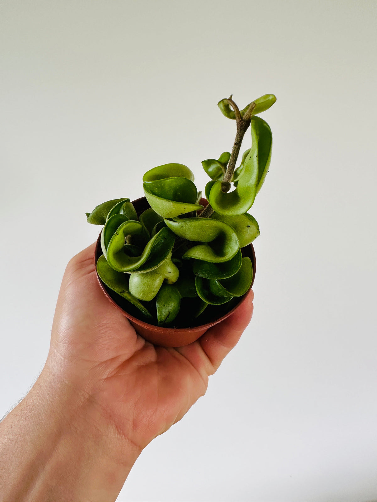 Kitchen Cookware, Hoya Carnosa 'Compacta' 3" Pot for Everyday Meals and Home Cooking, Designed for Stovetop Cooking and Daily Meal Prep image 2