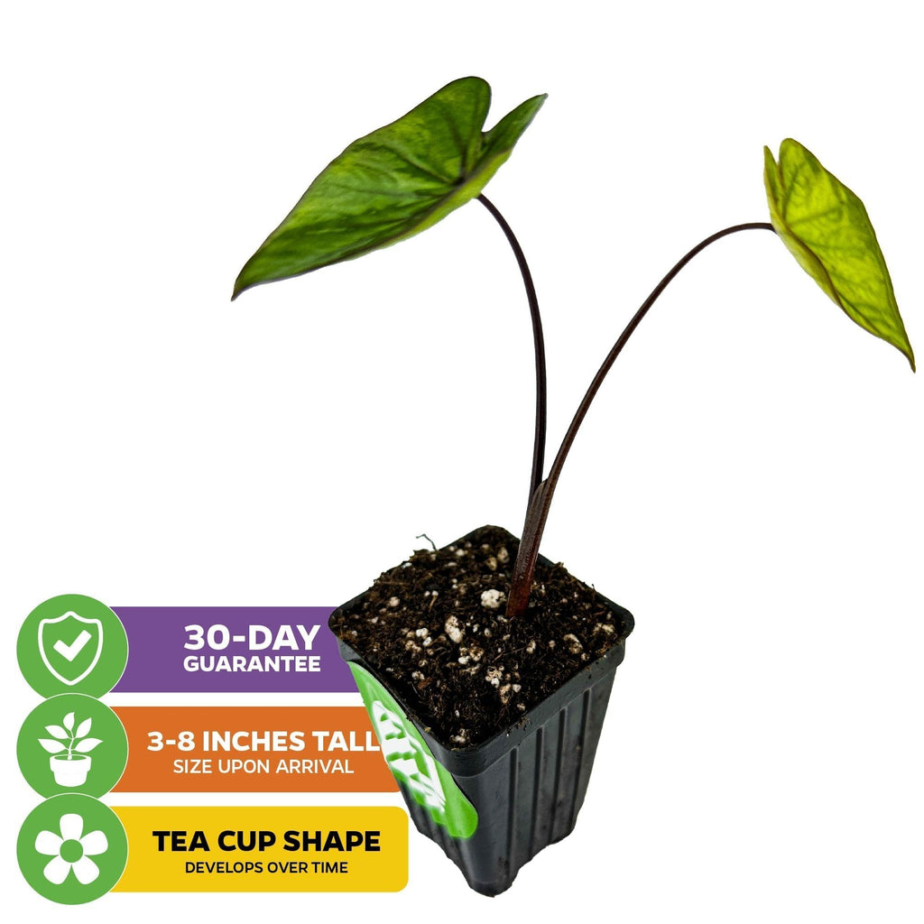 Drinkware, Tea Cup Elephant Ear Colocasia esculenta for Everyday Drinks, Home and Entertaining image 2