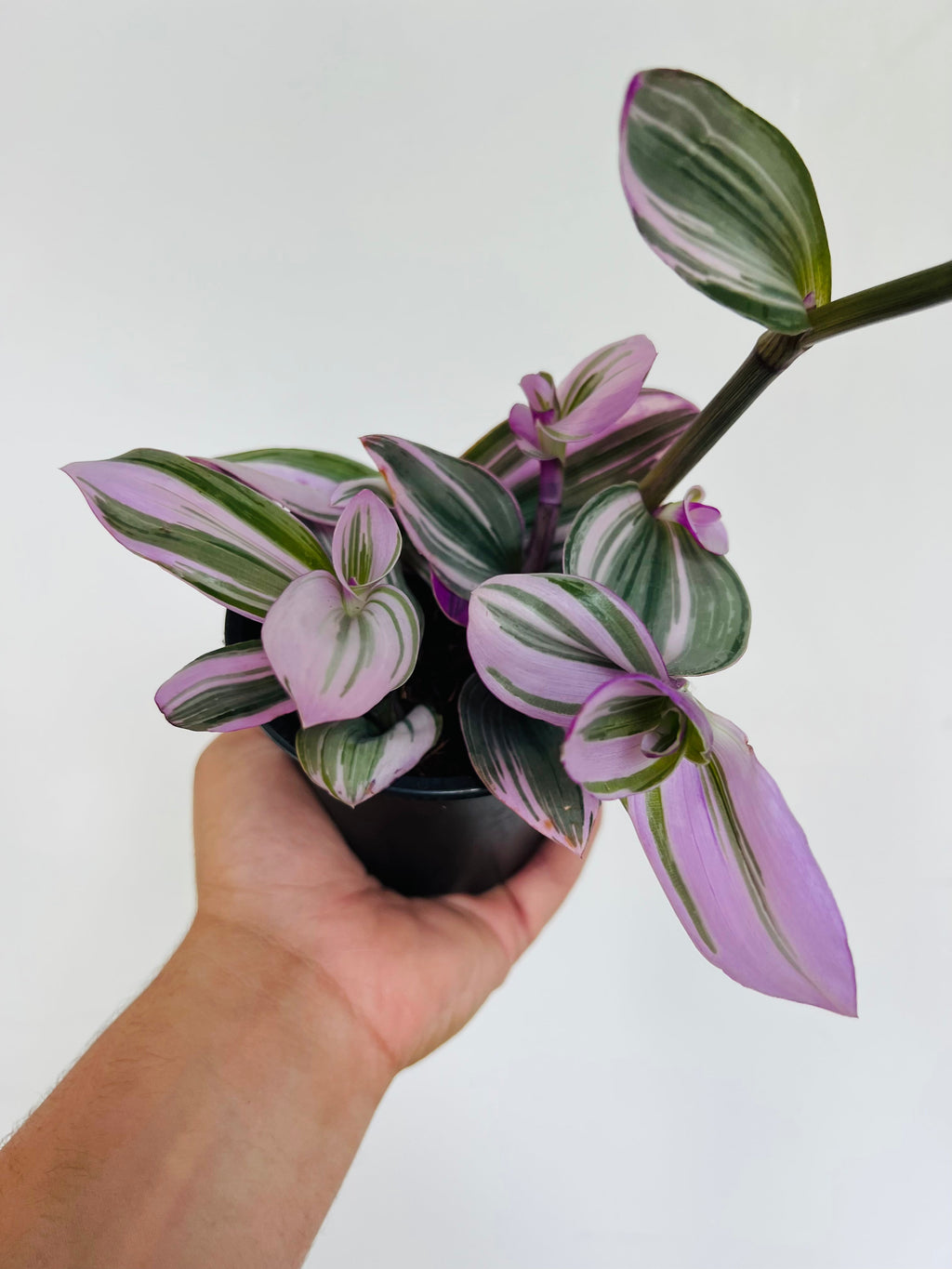 Indoor House Plant, Bubblegum Wandering Dude Tradescantia for Shelves, Desks and Living Spaces image 2
