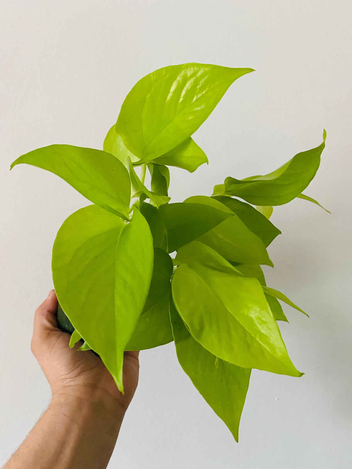 Indoor House Plant, Neon Pothos Epipremnum Aureum 'Neon' 4" Pot for Shelves, Desks and Living Spaces image 2