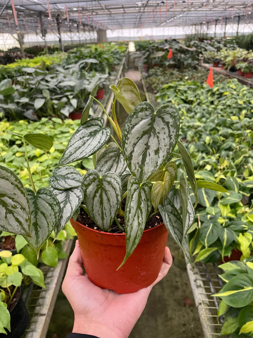 Indoor House Plant, Philodendron 'Brandi' for Shelves, Desks and Living Spaces, 2 Size Options image 2